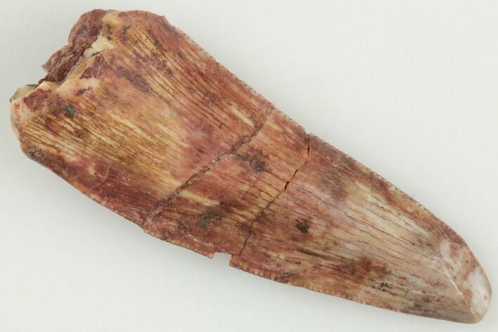 Serrated, Triassic Reptile (Postosuchus?) Tooth - New Mexico #202217